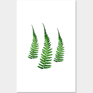 Fern Posters and Art